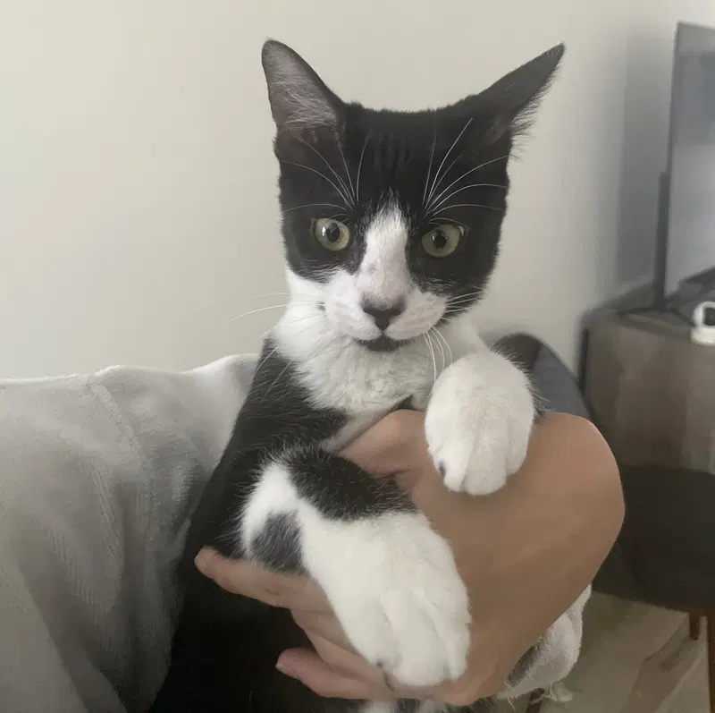 Mochi, photo 3