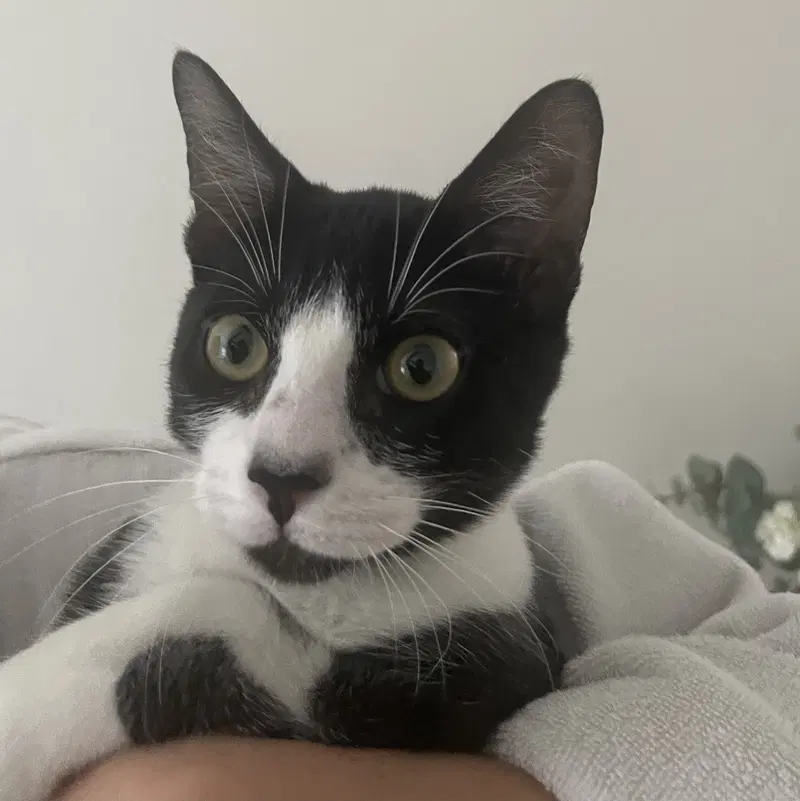 Mochi, photo 4