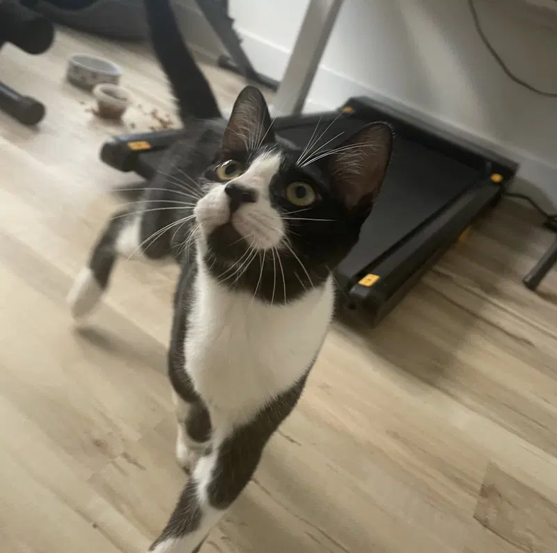 Mochi, photo 5