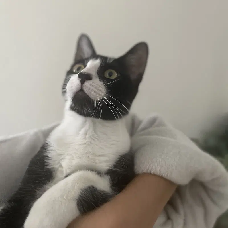 Mochi, photo 6