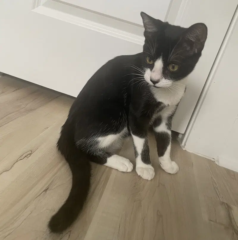 Mochi, photo 8