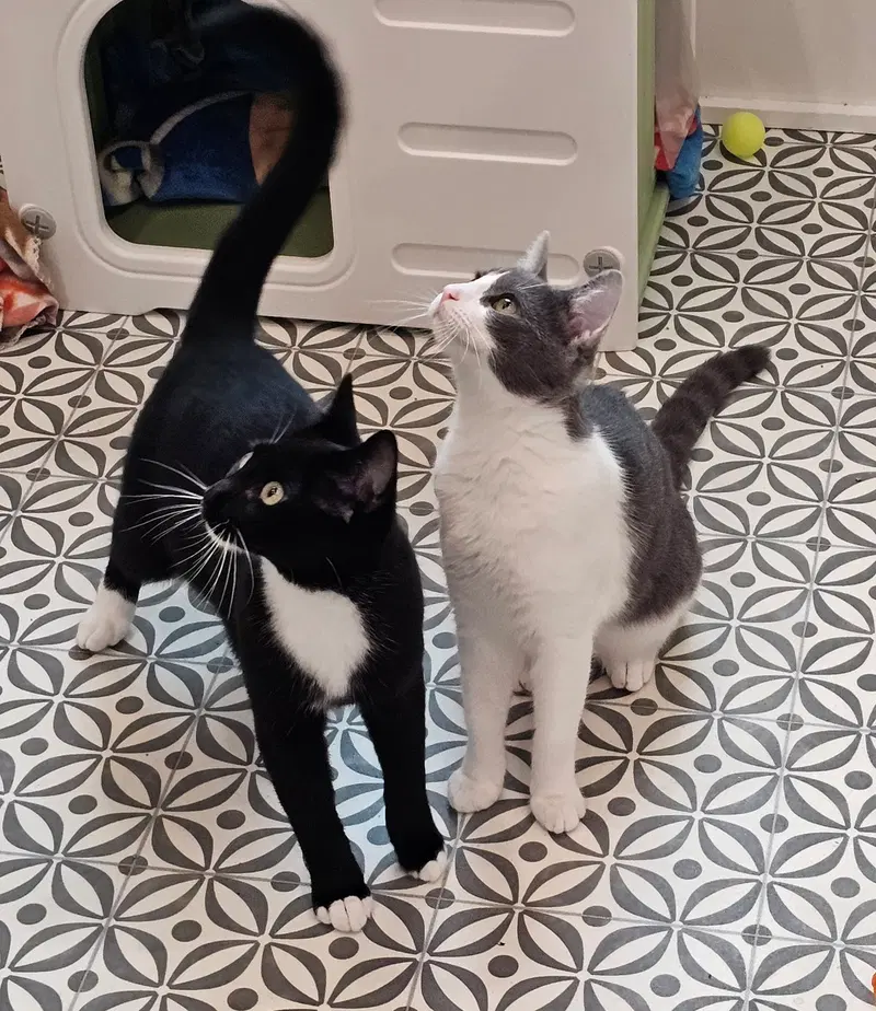 Felix & Bindy, photo 2