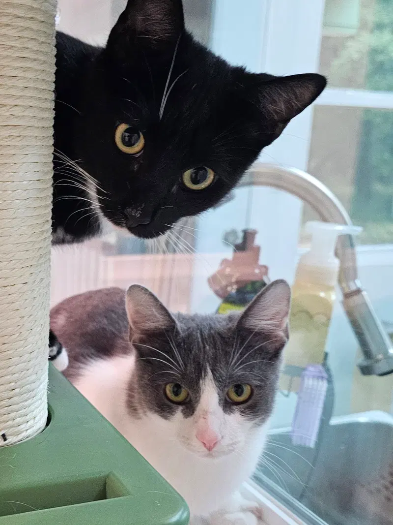 Felix & Bindy, photo 3