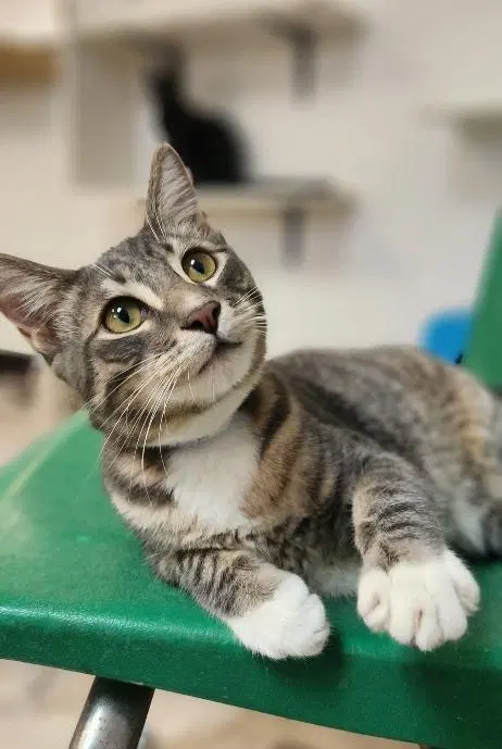 Cat, a young male Tabby cat up for adoption