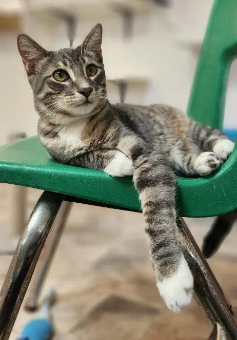 Cat, photo 2