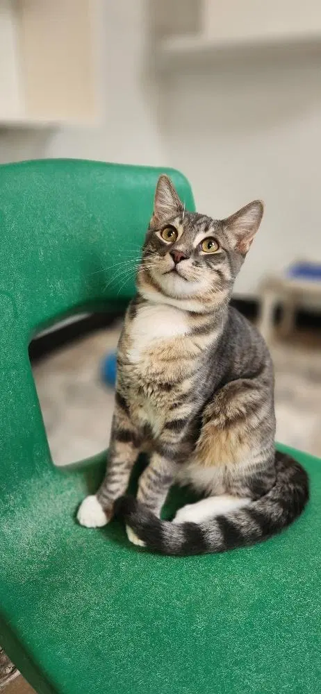 Cat, photo 4