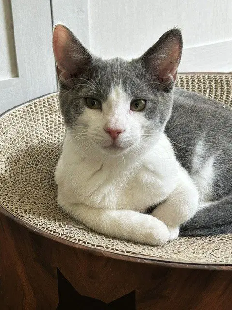 Goose, photo 2