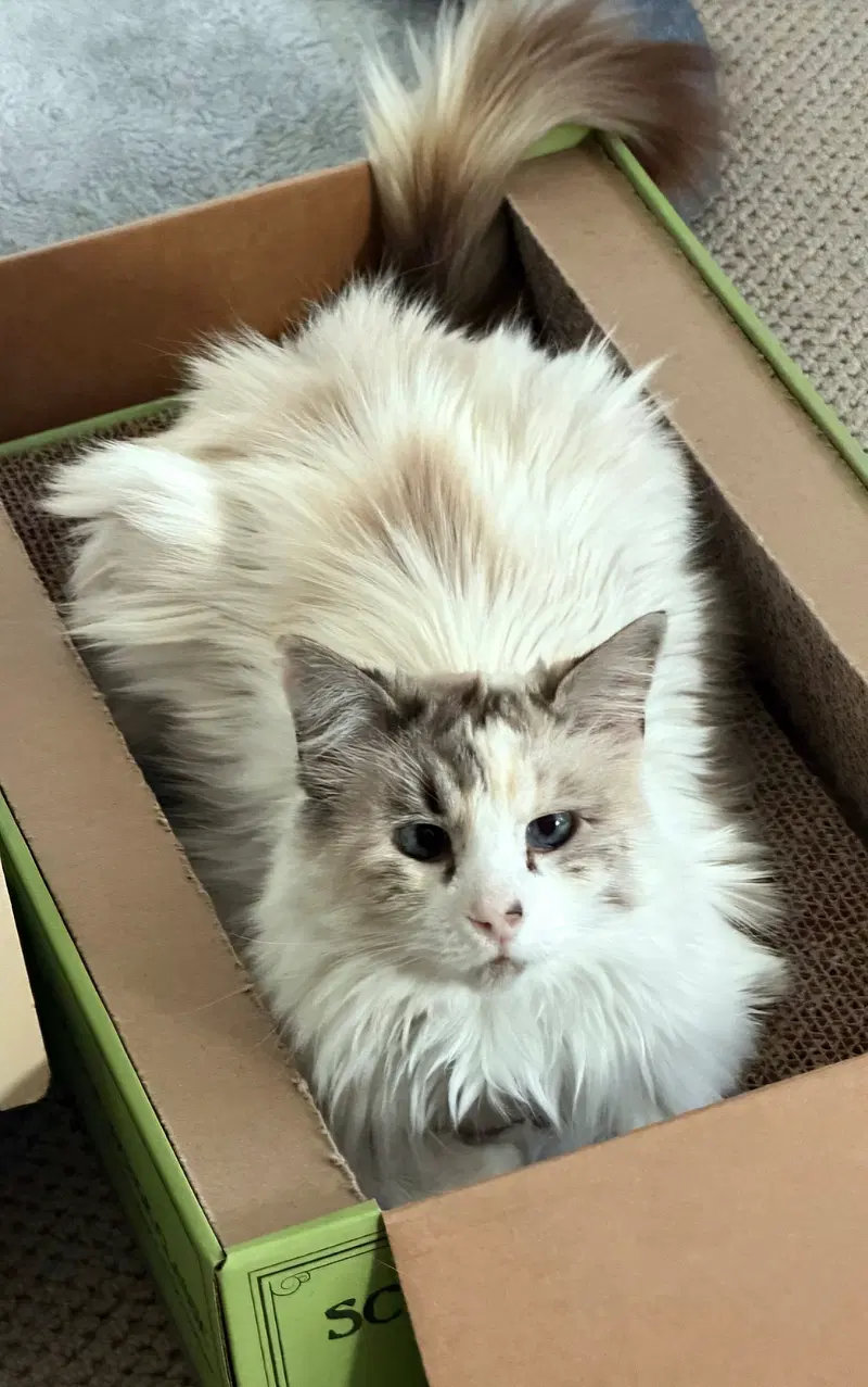 Snow White, an adult female Ragdoll cat up for adoption