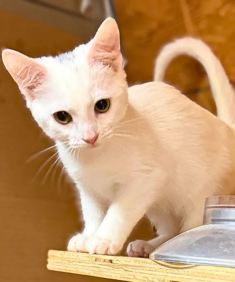 Louis, a male kitten up for adoption