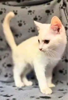 Phoenix, a female kitten up for adoption