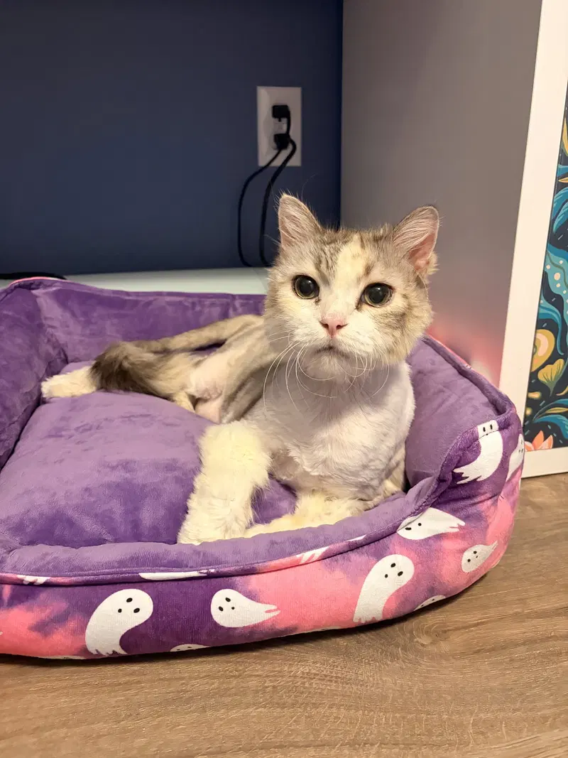 Dolly, a senior female cat up for adoption