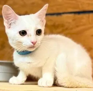 Vanna, a female kitten up for adoption