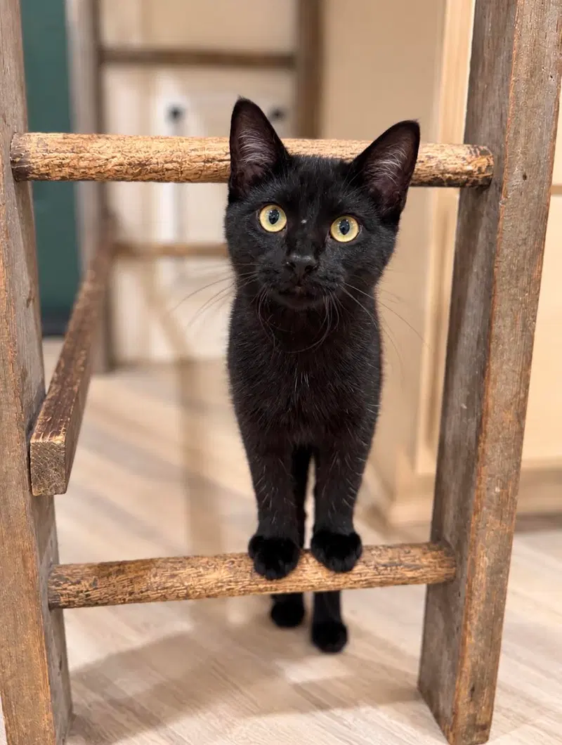 Melissa, a female kitten up for adoption