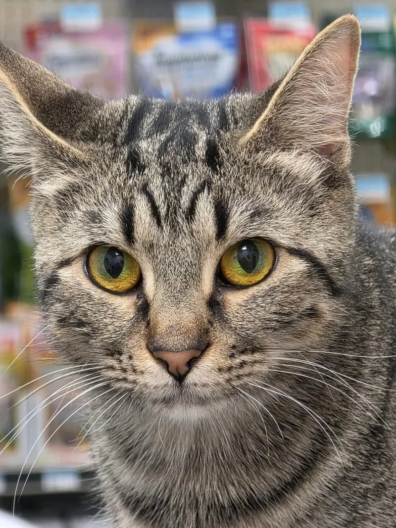 Ms. Treated, a female cat up for adoption