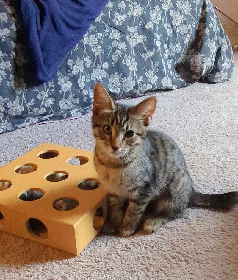Daisy, a female Tabby kitten up for adoption