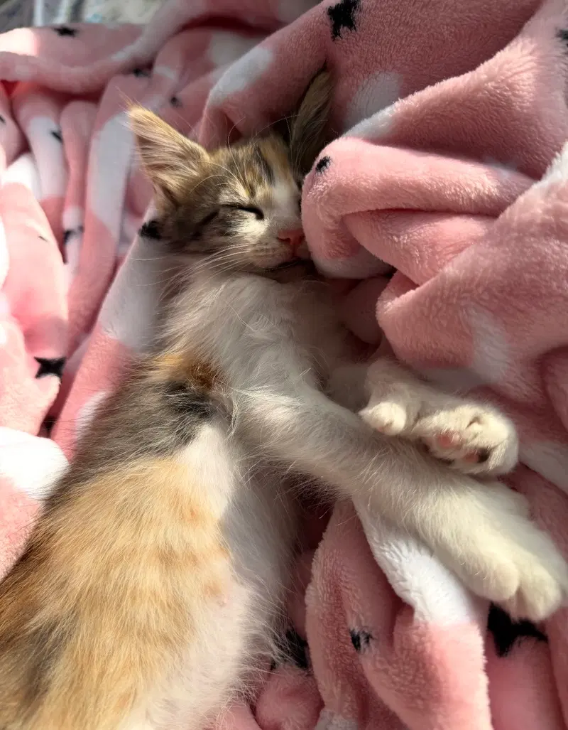 Mariel Hemingway, a young female Calico cat up for adoption