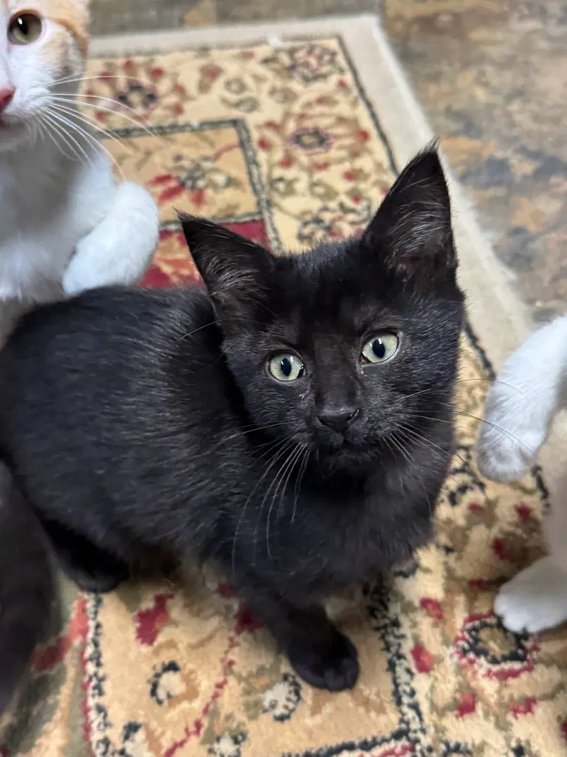 Raven, a female kitten up for adoption