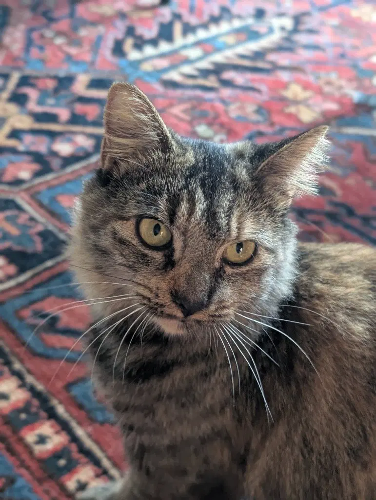 Izzy, a young female cat up for adoption