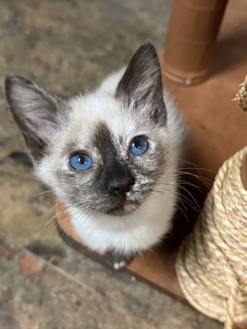 Koala, a female Siamese kitten up for adoption