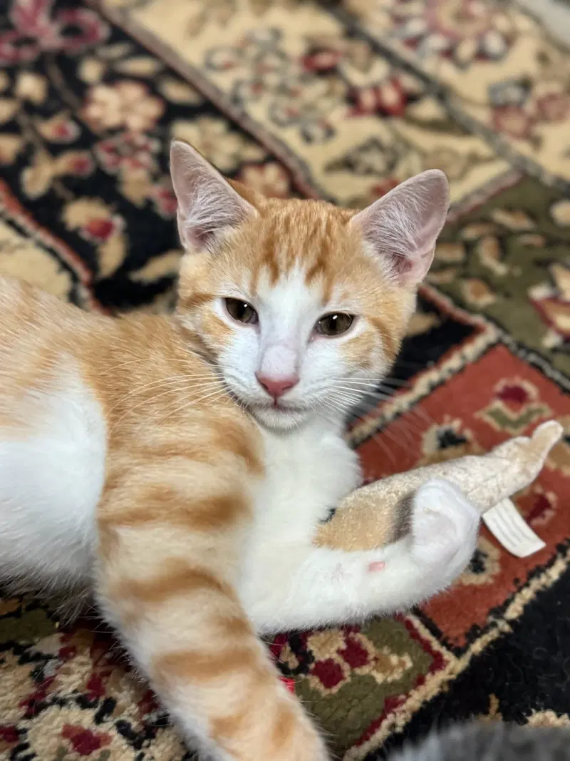 Jay, a male kitten up for adoption