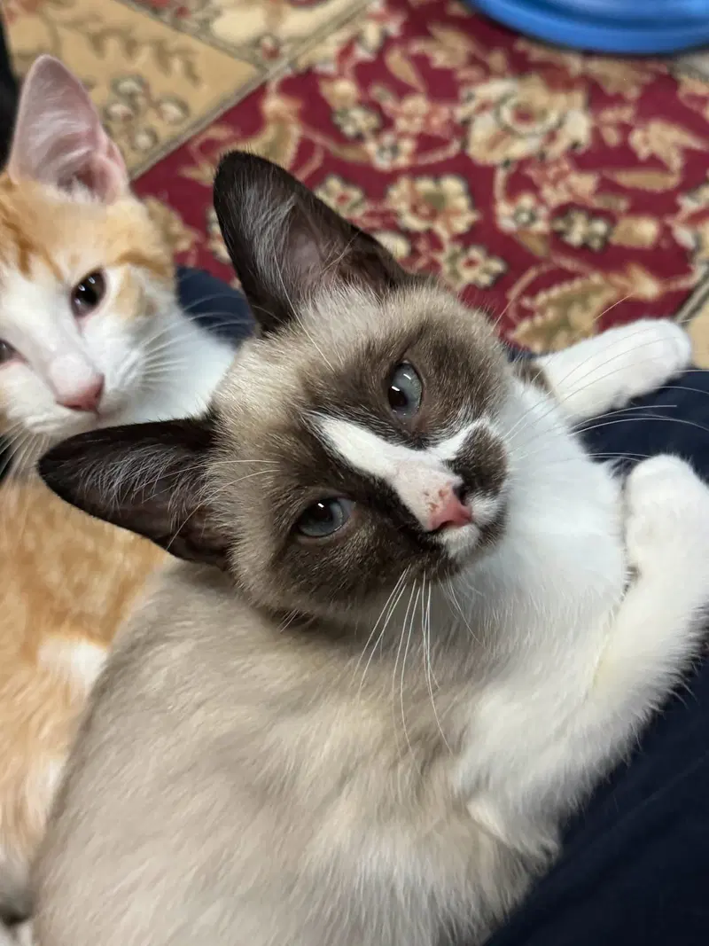 Chickadee, a male Snowshoe kitten up for adoption