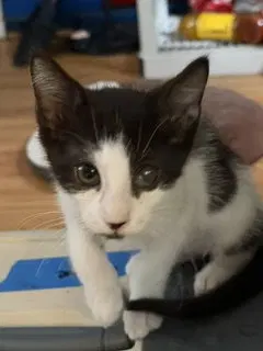 Cowboy, a male kitten up for adoption