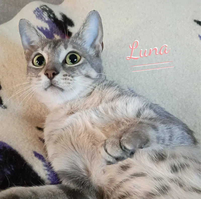 Luna, a young female Tabby cat up for adoption