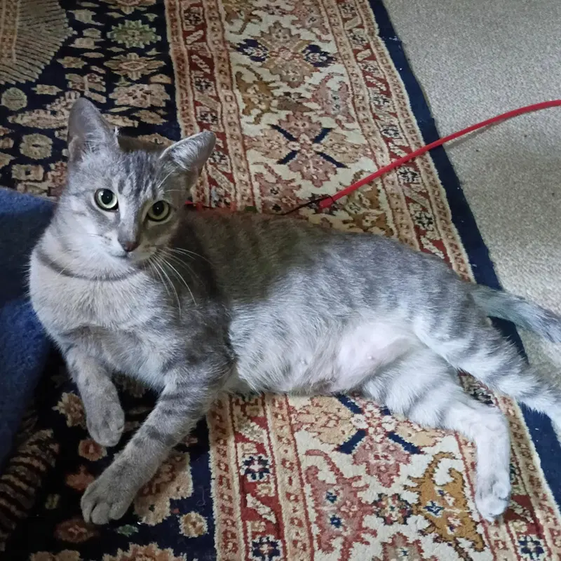 Luna, photo 5