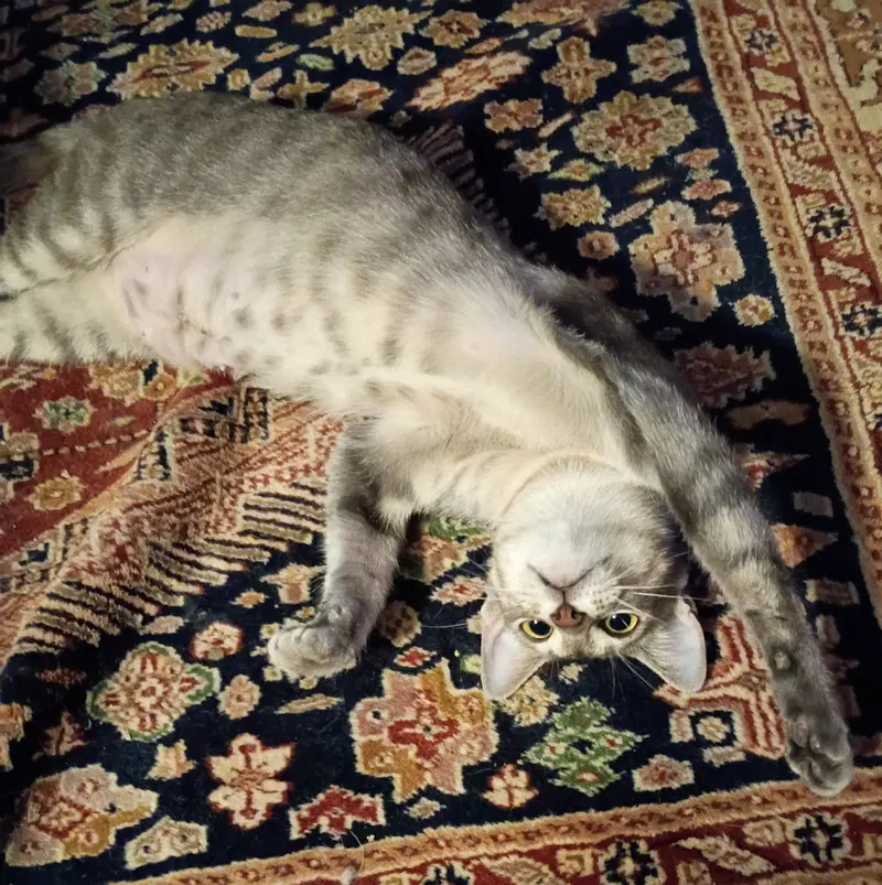 Luna, photo 6