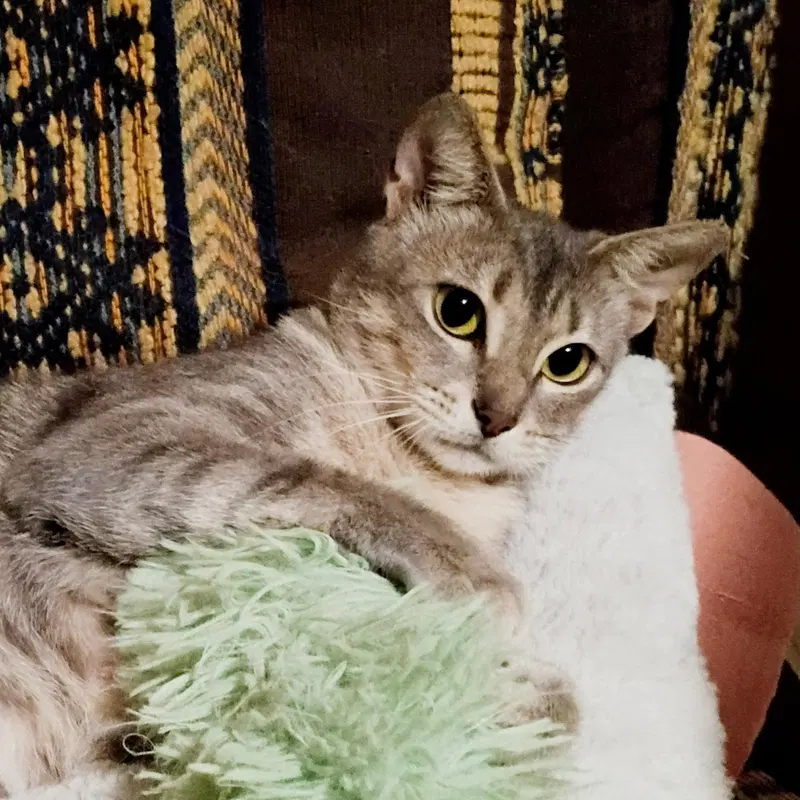 Luna, photo 4