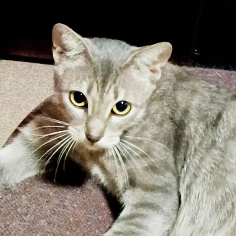 Luna, photo 8