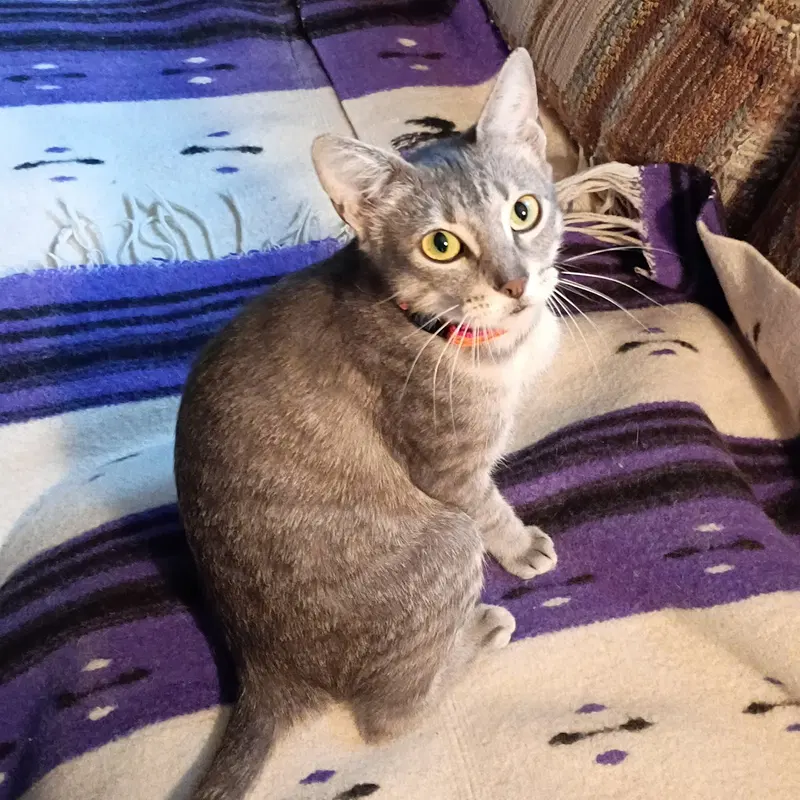 Luna, photo 9
