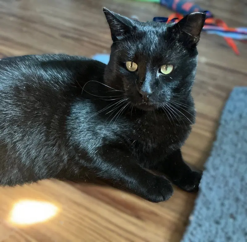Wally, an adult male cat up for adoption