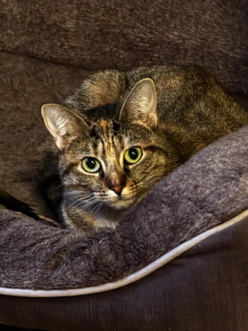 Chyna, a young female cat up for adoption
