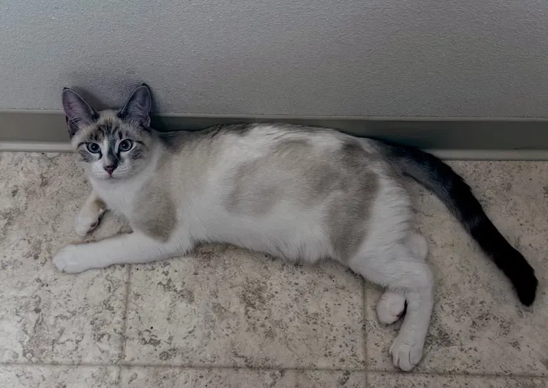 VPM-Chili, a young male cat up for adoption