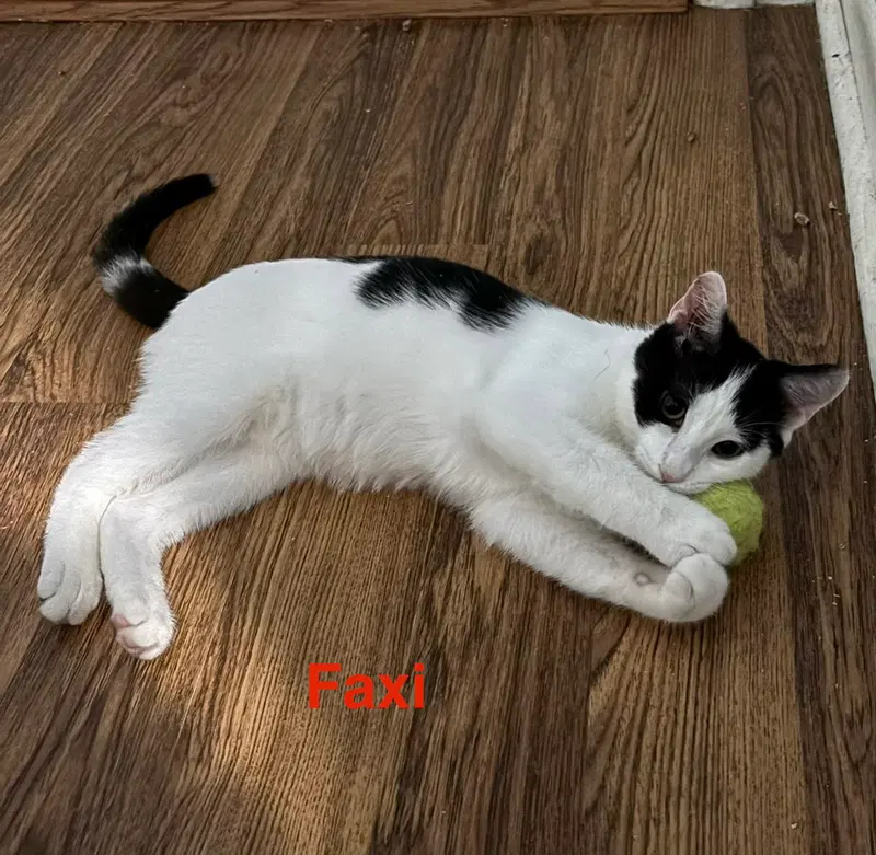 Faxi, a young male cat up for adoption