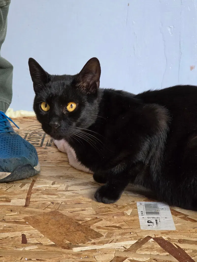 Big guy and Crooked Tail, male kittens up for adoption