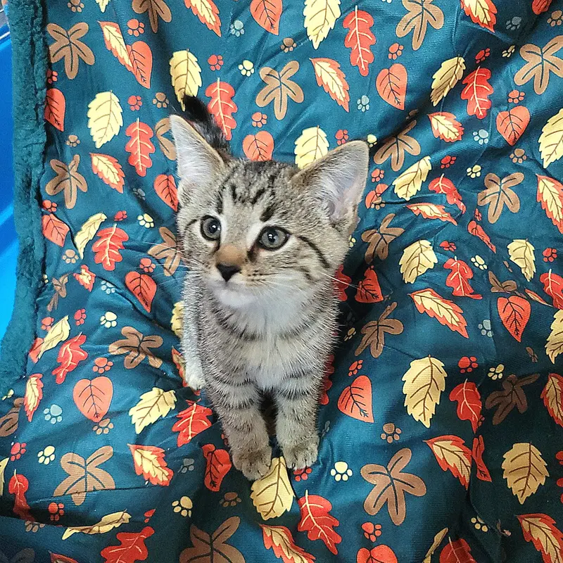 Smeagol, photo 3