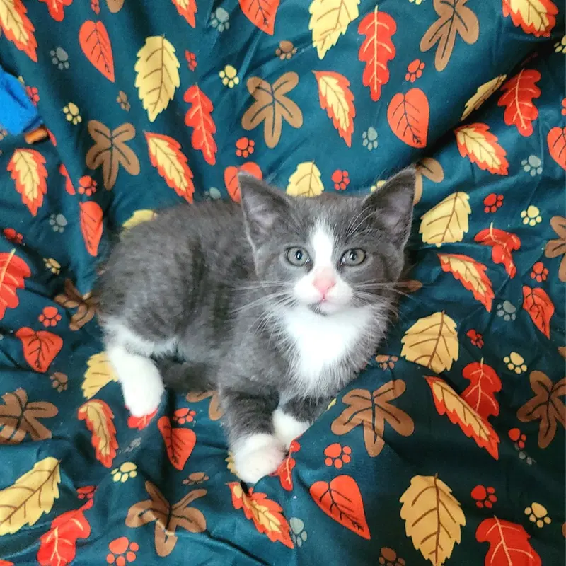 Gandalf, a male kitten up for adoption