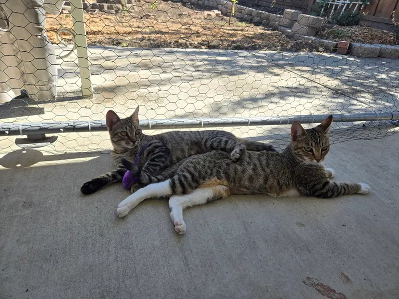 Gray Paw & White Paw, adult female cats up for adoption