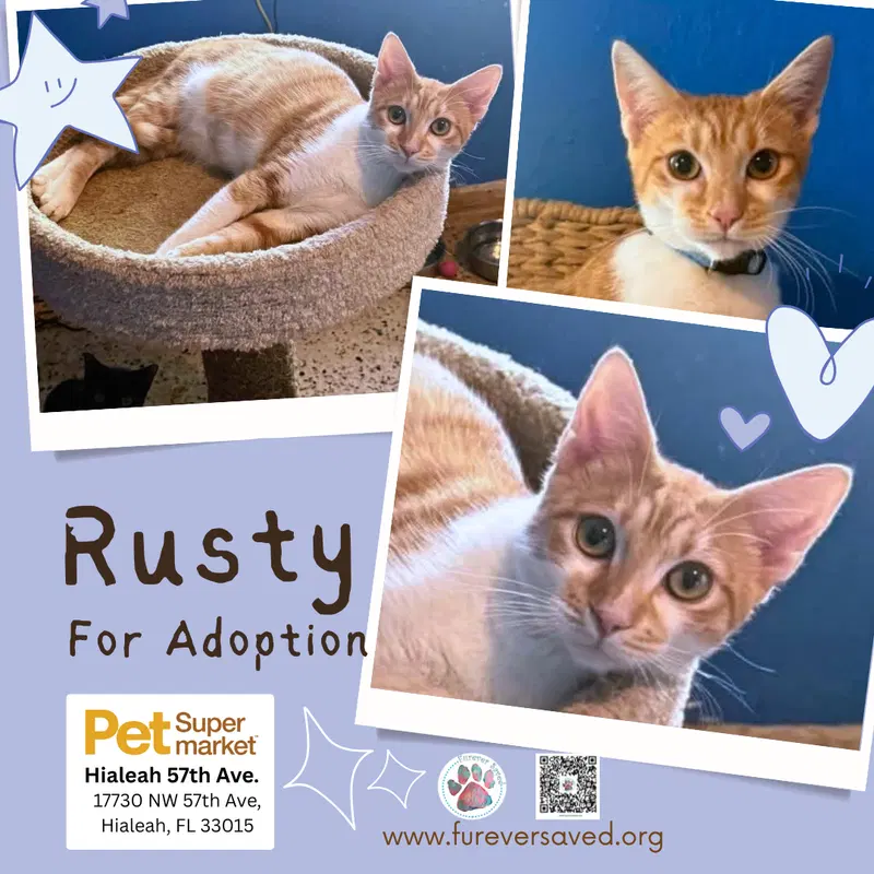 Rusty, a male kitten up for adoption