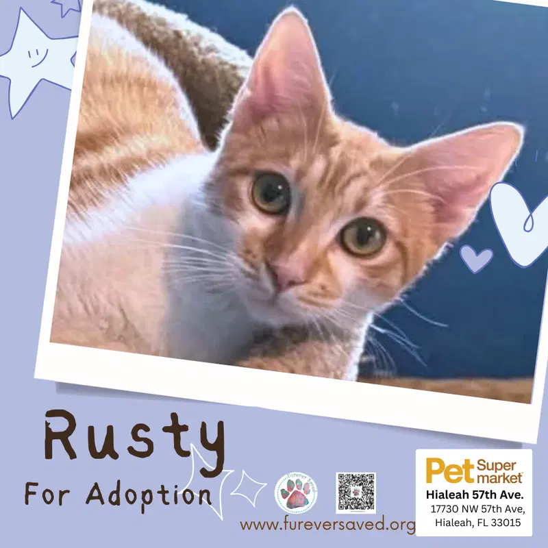 Rusty, photo 2