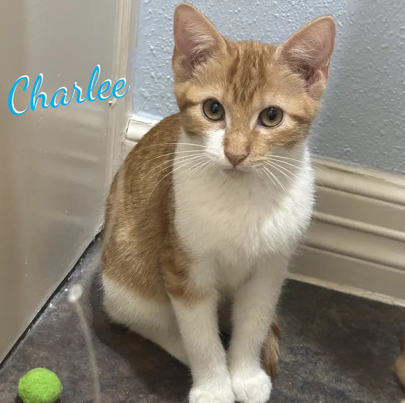 Charlee, a female Tabby kitten up for adoption