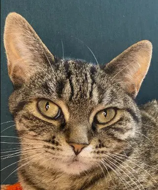 Seven, an adult female cat up for adoption