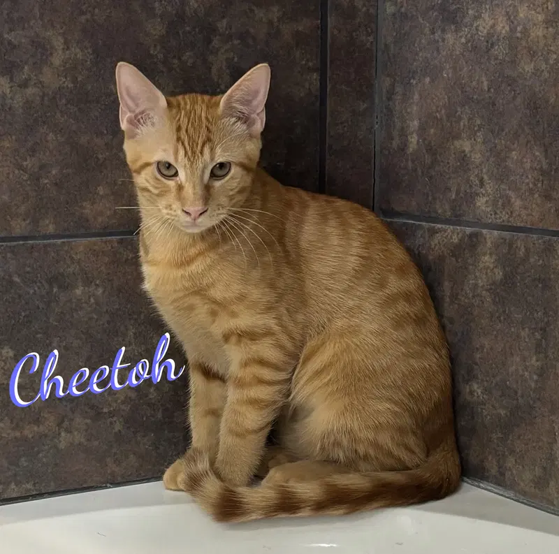 Cheetoh, a male Tabby kitten up for adoption