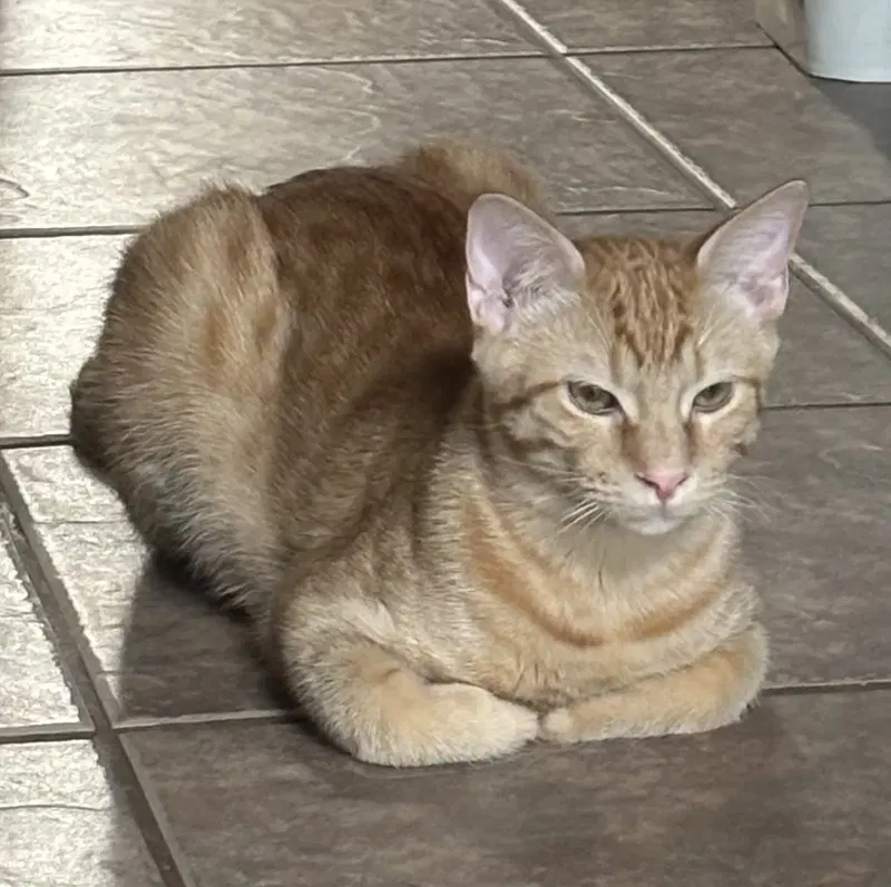 Cheetoh, photo 4