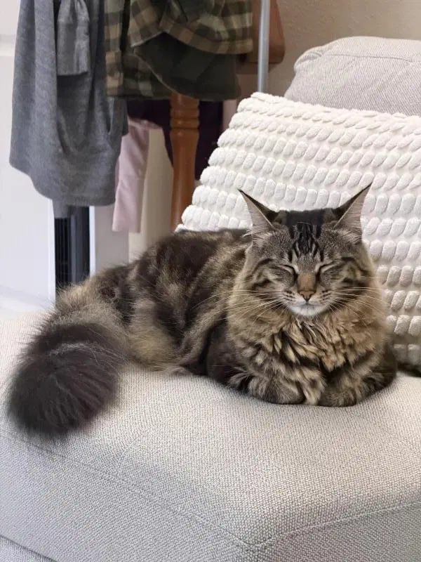 Spooky, an adult female cat up for adoption