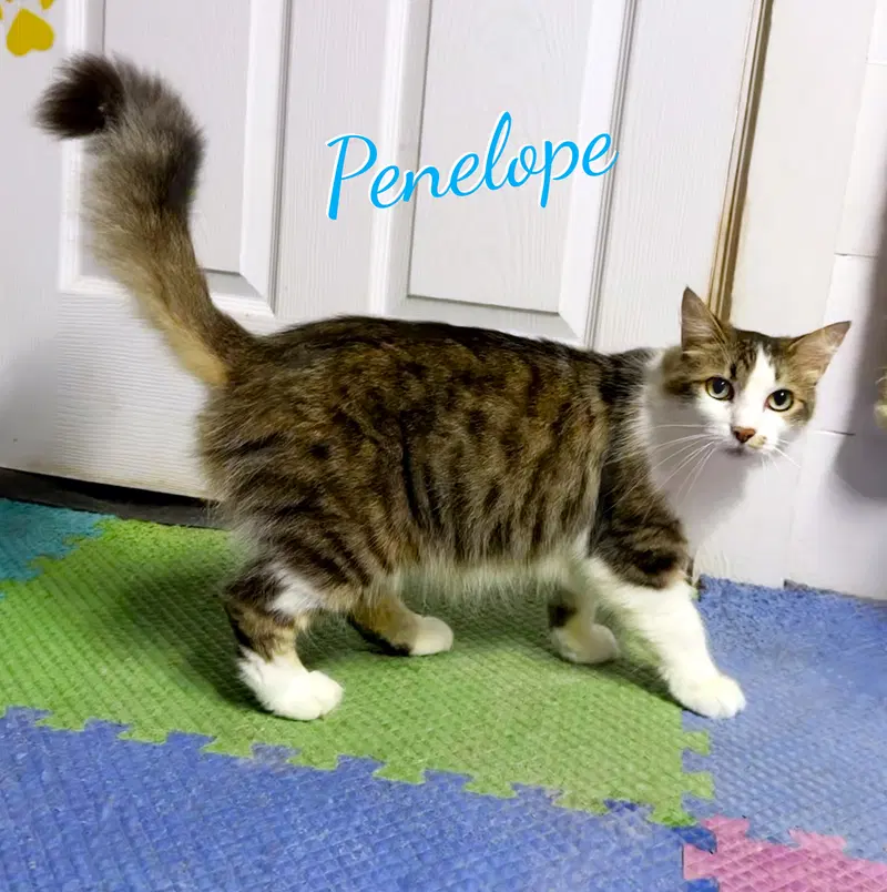 Penelope, an adult female Maine Coon cat up for adoption