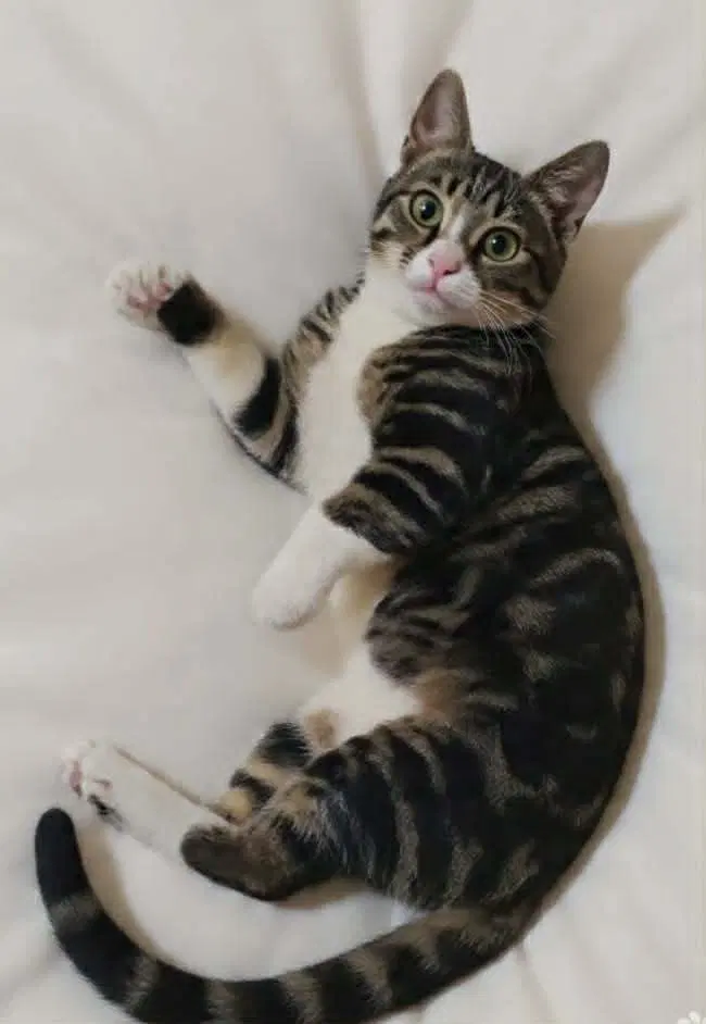 Balha, a female Egyptian Mau kitten up for adoption