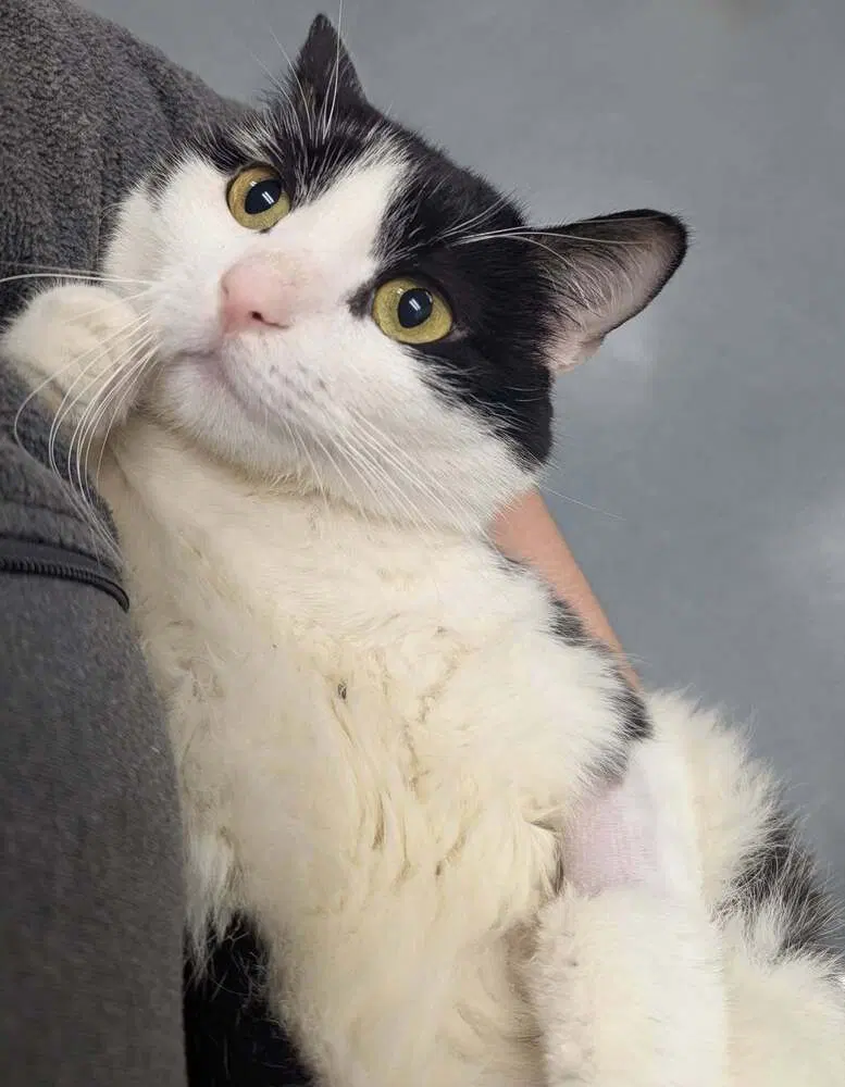 Tasha, an adult female cat up for adoption